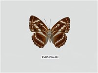 藏品(異紋帶蛺蝶)的圖片